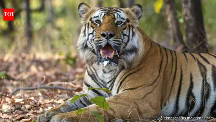 From Collarwali to Charger: 5 legendary tigers of India