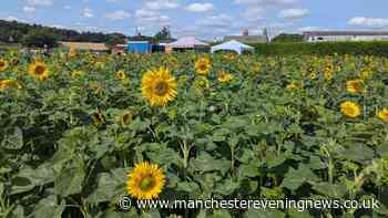 £1 sunflower picking field opens at farm with a Gruffalo piano on the edge of Greater Manchester