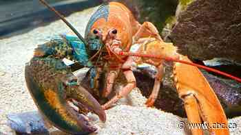One in 50 million: Oscar the two-coloured lobster lands in N.S. aquarium