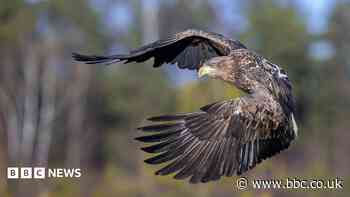 Young white-tailed eagles released on Exmoor