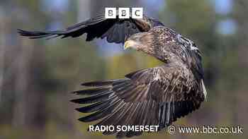 White-tailed eagles return to Exmoor