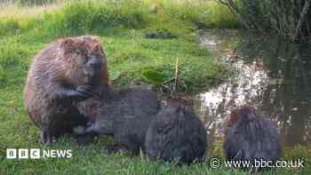 Rewilding brings beaver boom to former dairy farm