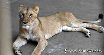 3 lions die at zoo as Japan bakes in "cruelly hot" summer