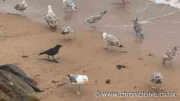 Starvation fears as birds filmed eating nurdles on Tyneside beach