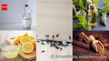 How to protect your home from ants using simple natural ingredients