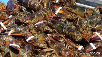 DFO study updates science behind lobster management measures in N.S., N.B.
