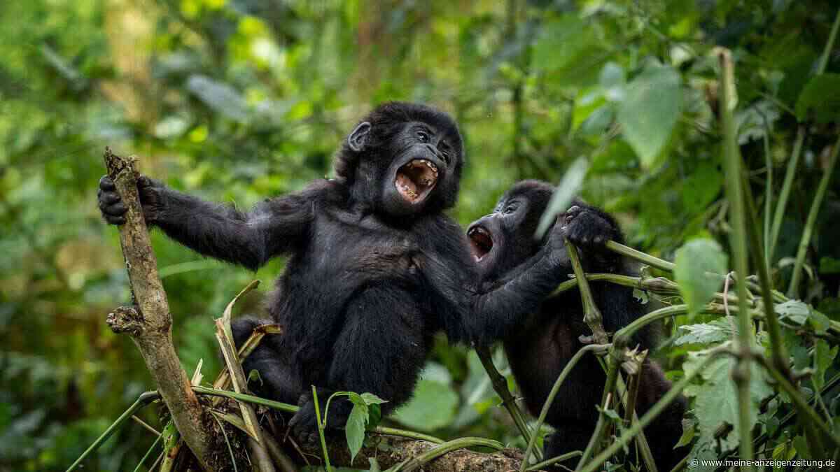 Zahl der Berggorillas in Zentral- und Ostafrika gewachsen