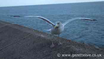 £120,000 plan to tackle seagull 'antisocial behaviour' in North Yorkshire approved
