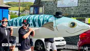 Mackerel festival should celebrate cabbage instead, say animal rights activists