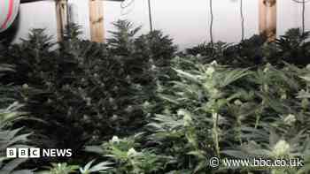 Police dog sniffs out man hiding behind fake wall on 300-plant cannabis farm