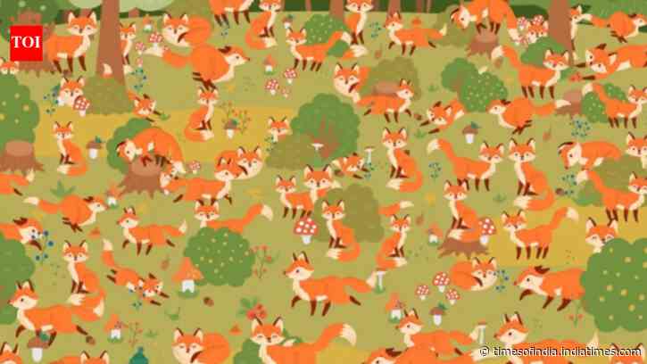 Optical illusion brain teaser: You might be a record breaker if you spot the 'blue-eyed fox' among the browns in this jungle