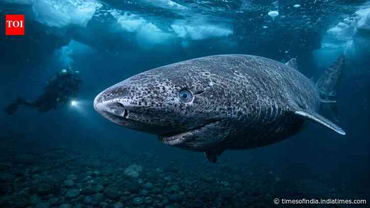 Scientists discover Greenland sharks can see for centuries, debunking blindness myth