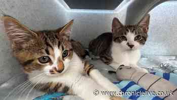 Gateshead shelter urgently seeking homes after taking in 44 cats from two properties