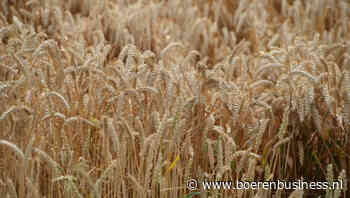 Britten oogsten minder dan 7 ton tarwe per hectare