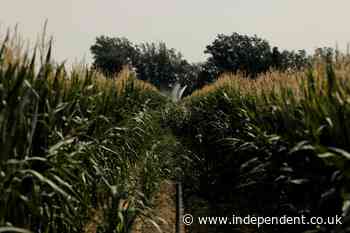 The different fruit and vegetables UK farmers might consider growing due to climate change