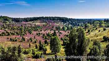 Lüneburger Heide: 7 kostenfreie Ausflugstipps zur Heideblüte 2026