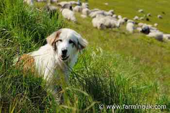 GPS collars to track farm dogs in hydatid disease study
