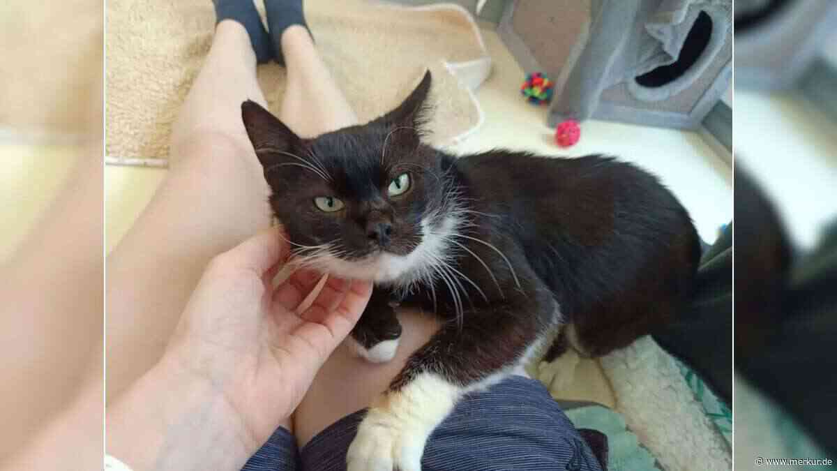 „Verwandelt sich in einen echten Schmusekater“: Tierheim sucht Zuhause für Herbert