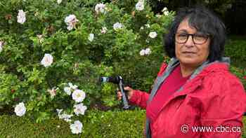 This researcher is unleashing a new predator to combat Japanese beetles on P.E.I.