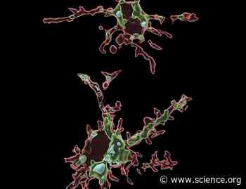 Adenosine 2A receptor drives microglial efferocytosis to accelerate white matter repair and functional recovery after stroke | Science Signaling