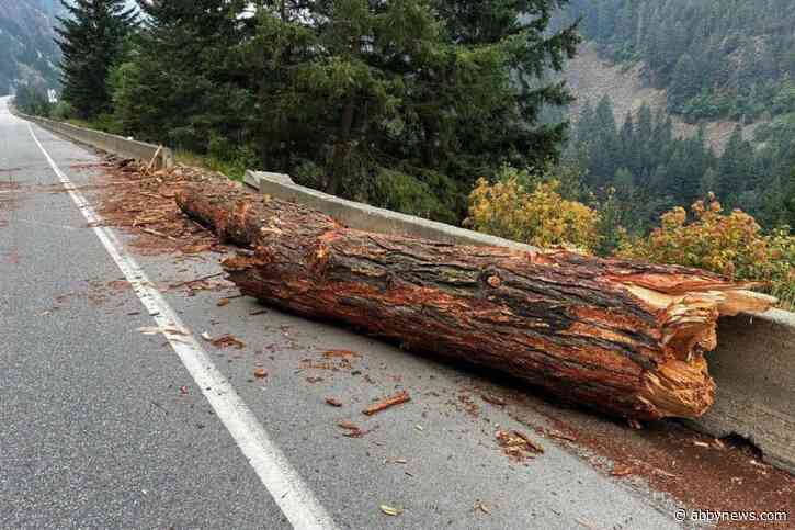 ‘Treepedo’: FVRD officials share image to illustrate difficulty in returning to Boston Bar