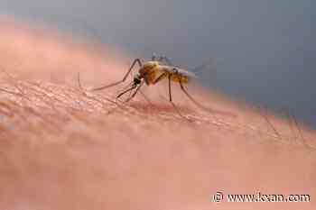 Mosquito pool in Buda tests positive for West Nile Virus