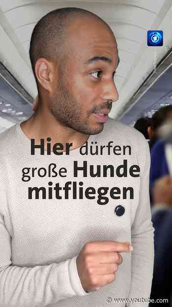Italienische Airline lässt größere Hunde ohne Box in der Kabine mitreisen – auf bestimmten Flügen.