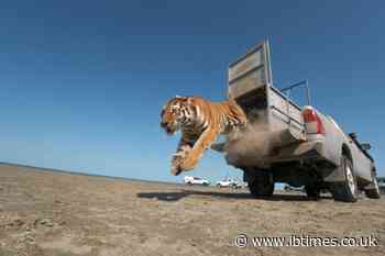37,000 Planted Trees and a Decade of Work: Female Tiger 'Hope' Released Into Kazakhstan's Wild After 70 Years
