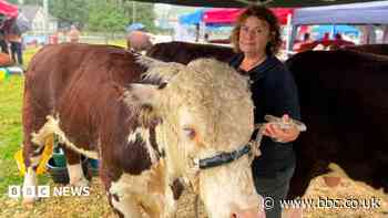 'You can't describe the loss' - the reality of bovine TB on farmers