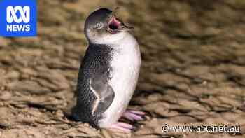 Fears bird flu could have 'devastating' effect on Phillip Island penguins