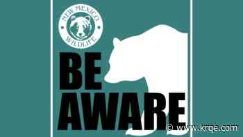 New Mexico Dept. of Game and Fish reports an increase in bear sightings this year