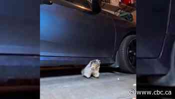 This marmot hitched a ride to Calgary. Find out how he got home