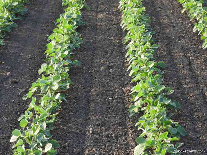 Soybeans Falling on Monday Morning