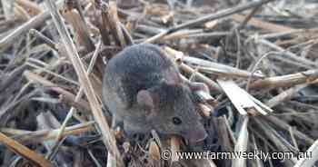 Mice activity still high in WA, with growers urged to bait before harvest