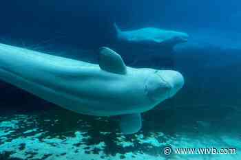 7 Marineland whales safely transported to San Antonio