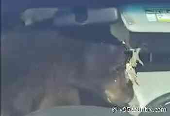 WATCH: Colorado Man Cleverly Removes Bear From His Car