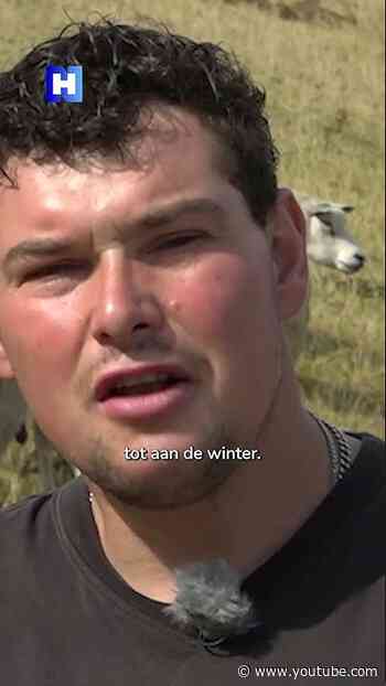 Schapen op Texel mogen door droogte niet meer grazen