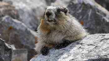 'It's pretty common': Mountain marmot hitches ride to Calgary-area home