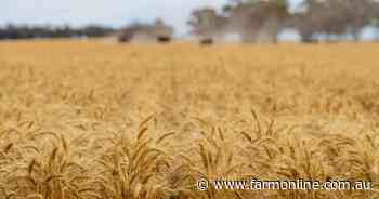 Firm wheat prices offer relief, but rising input costs create uncertainty