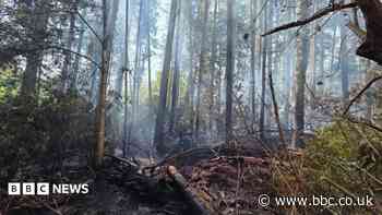 Forty firefighters battle woodland blaze