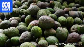 Growers find expanding markets to save bumper avocado crop from oversupply