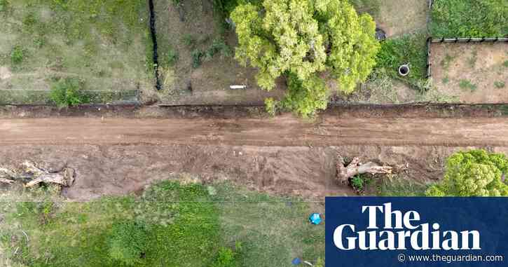 Protesters occupy 200-year-old tree at US-Mexico border to stop its destruction: ‘She’s our Statue of Liberty’