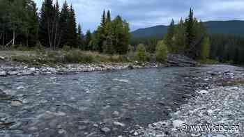 Conservation group contesting Kananaskis logging project in court
