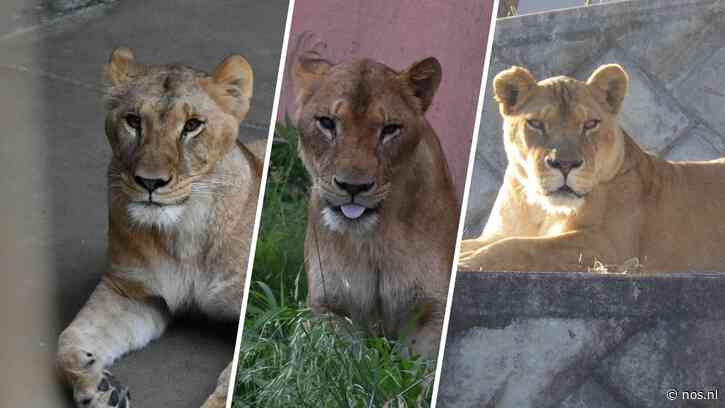 Drie leeuwinnen dood door hitte in Japanse dierentuin