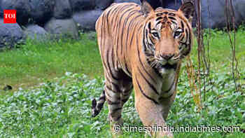 West Bengal forest dept proposes mutton instead of buffalo meat for zoo carnivores