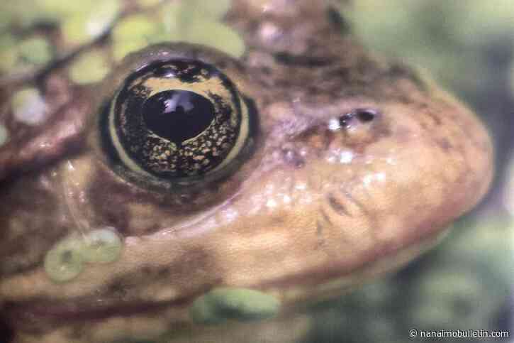 VIDEO: The most endangered frogs in B.C.