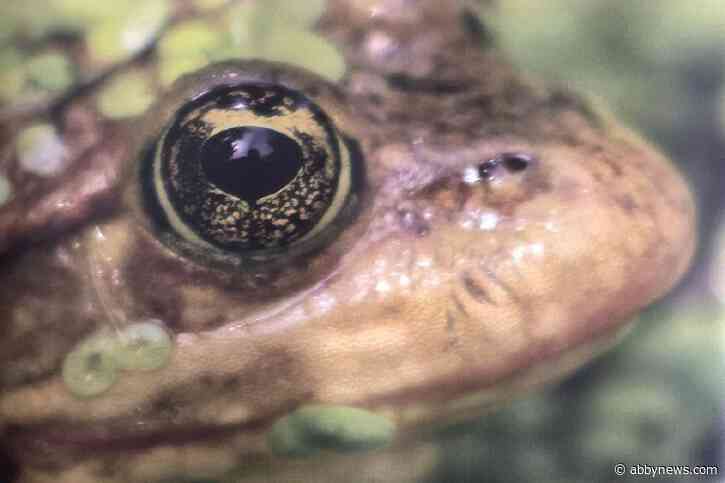 VIDEO: The most endangered frogs in B.C.