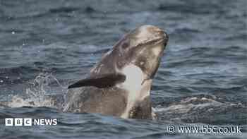 Study shows Risso's dolphins from same population