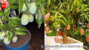 Growing a mango tree in a pot? These 5 steps can get you to harvest faster