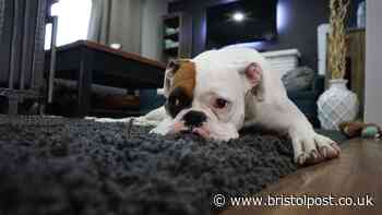 Proposal to ban common treatment used by pet owners from sale